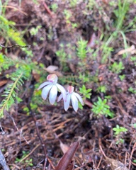 Caladenia