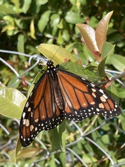 Danaus erippus