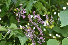 Fridericia rego