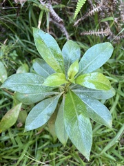 Lysimachia glutinosa