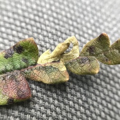 Aspilanta argentifera