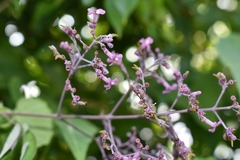 Fridericia rego