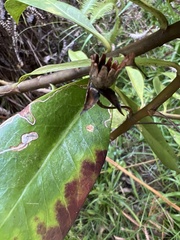 Lysimachia glutinosa