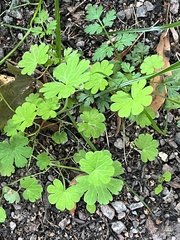 Geranium pusillum