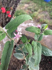 Oxypetalum solanoides