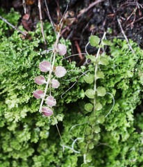 Epilobium pedunculare