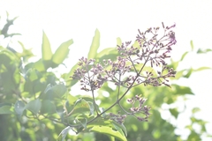 Fridericia rego
