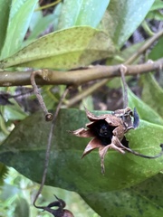 Lysimachia glutinosa