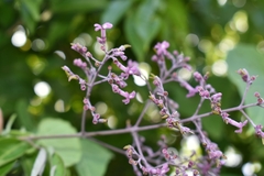 Fridericia rego