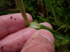 Scirpus microcarpus