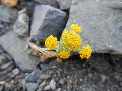Gymnophyton