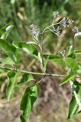 Fridericia rego