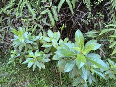 Lysimachia glutinosa