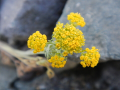 Gymnophyton