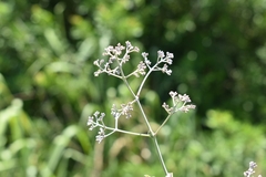 Fridericia rego