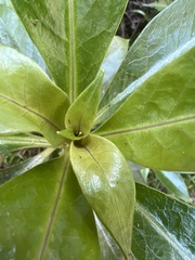 Lysimachia glutinosa