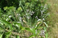 Fridericia rego