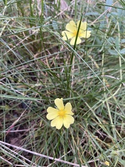 Potentilla recta
