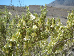 Lycium bridgesii