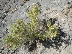 Lycium bridgesii