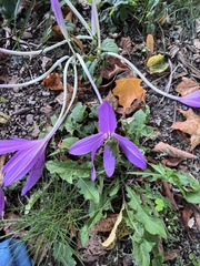 Colchicum