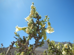Lycium bridgesii