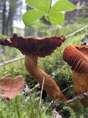 Cortinarius semisanguineus