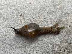 Stanisicarion aquila