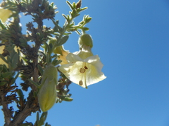 Lycium bridgesii