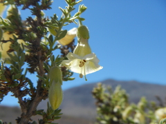 Lycium bridgesii