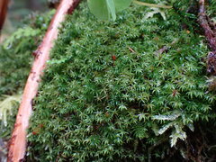 Oligotrichum