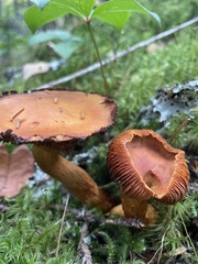 Cortinarius semisanguineus
