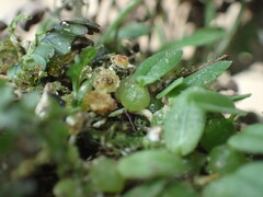 Bulbophyllum pygmaeum