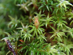Oligotrichum