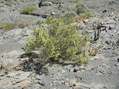 Lycium bridgesii