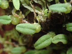 Bulbophyllum pygmaeum