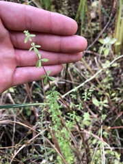 Galium labradoricum