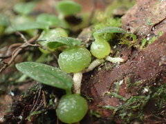 Bulbophyllum pygmaeum