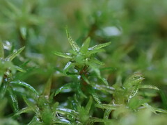 Oligotrichum