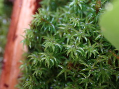 Oligotrichum