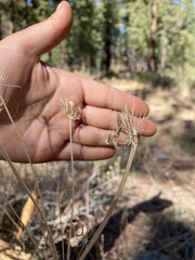 Lomatium nudicaule