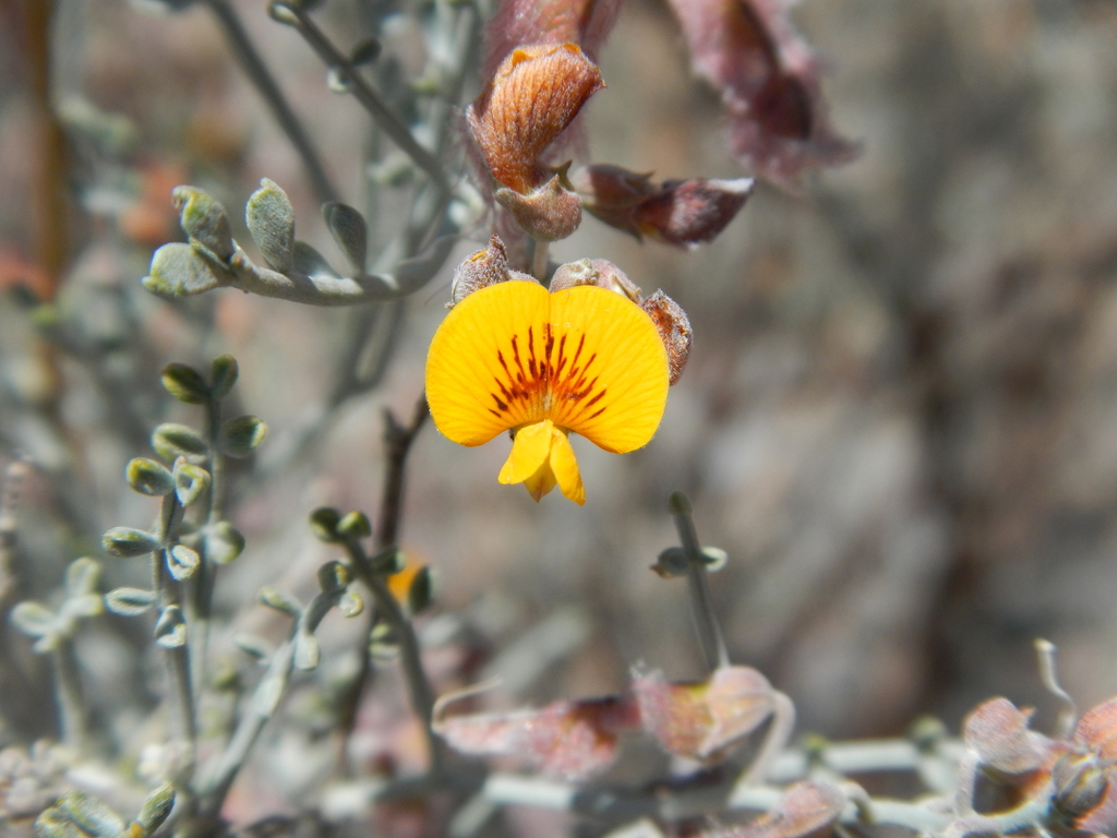 Adesmia argentea