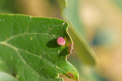 Acraspis quercushirta