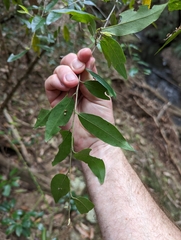 Petalostigma triloculare