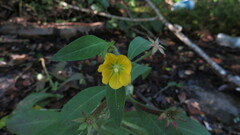 Ludwigia leptocarpa
