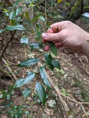 Petalostigma triloculare