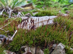 Atrichum undulatum