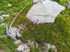 Atrichum undulatum