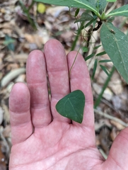 Echinostephia aculeata