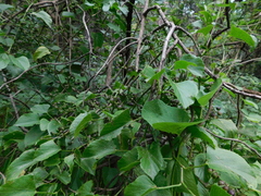 Cissus verticillata